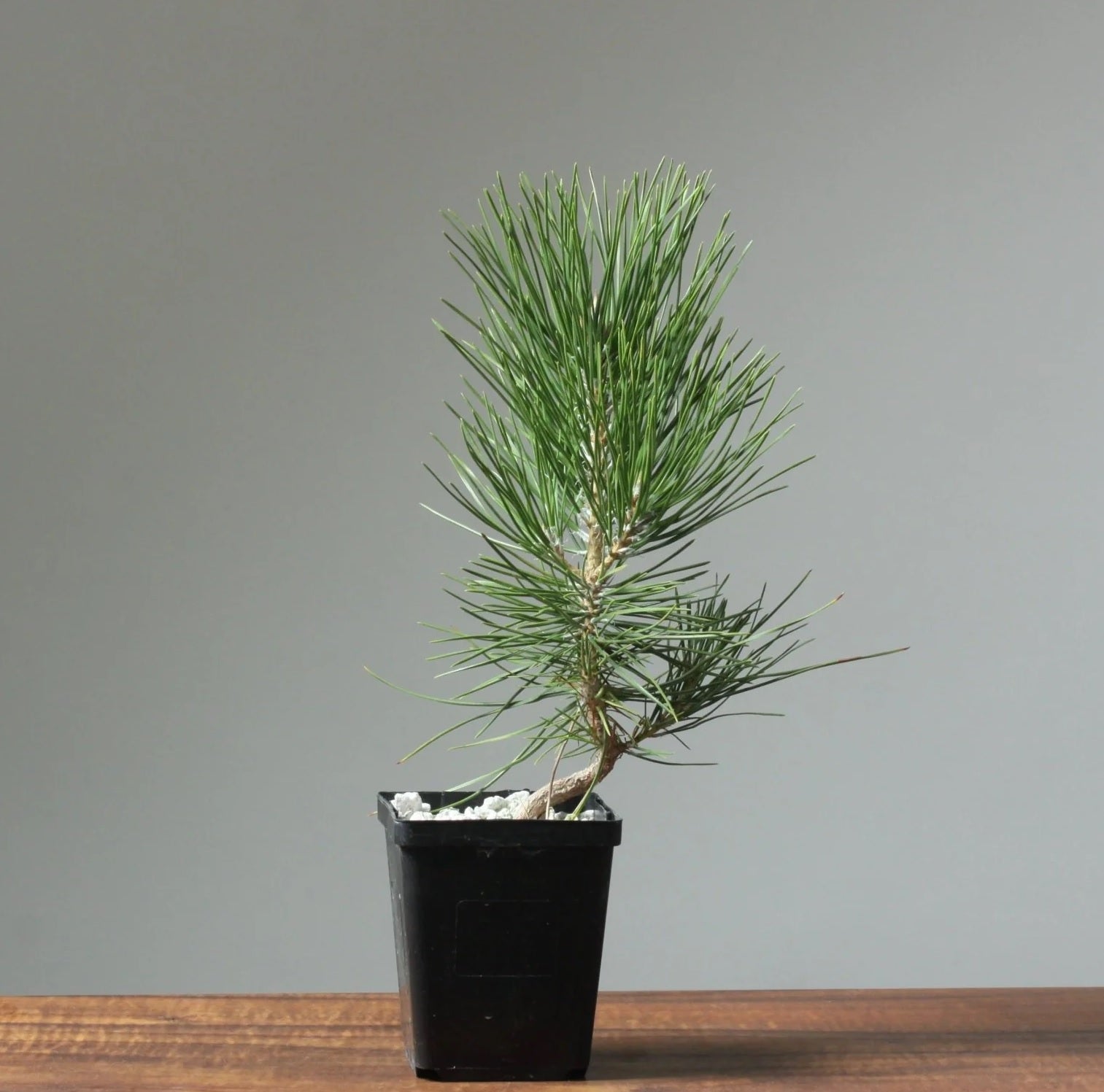 Japanese Black Pine Bonsai Starter (Pinus thunbergii)