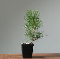 Japanese Black Pine Bonsai Starter (Pinus thunbergii) - Ladybird Nursery