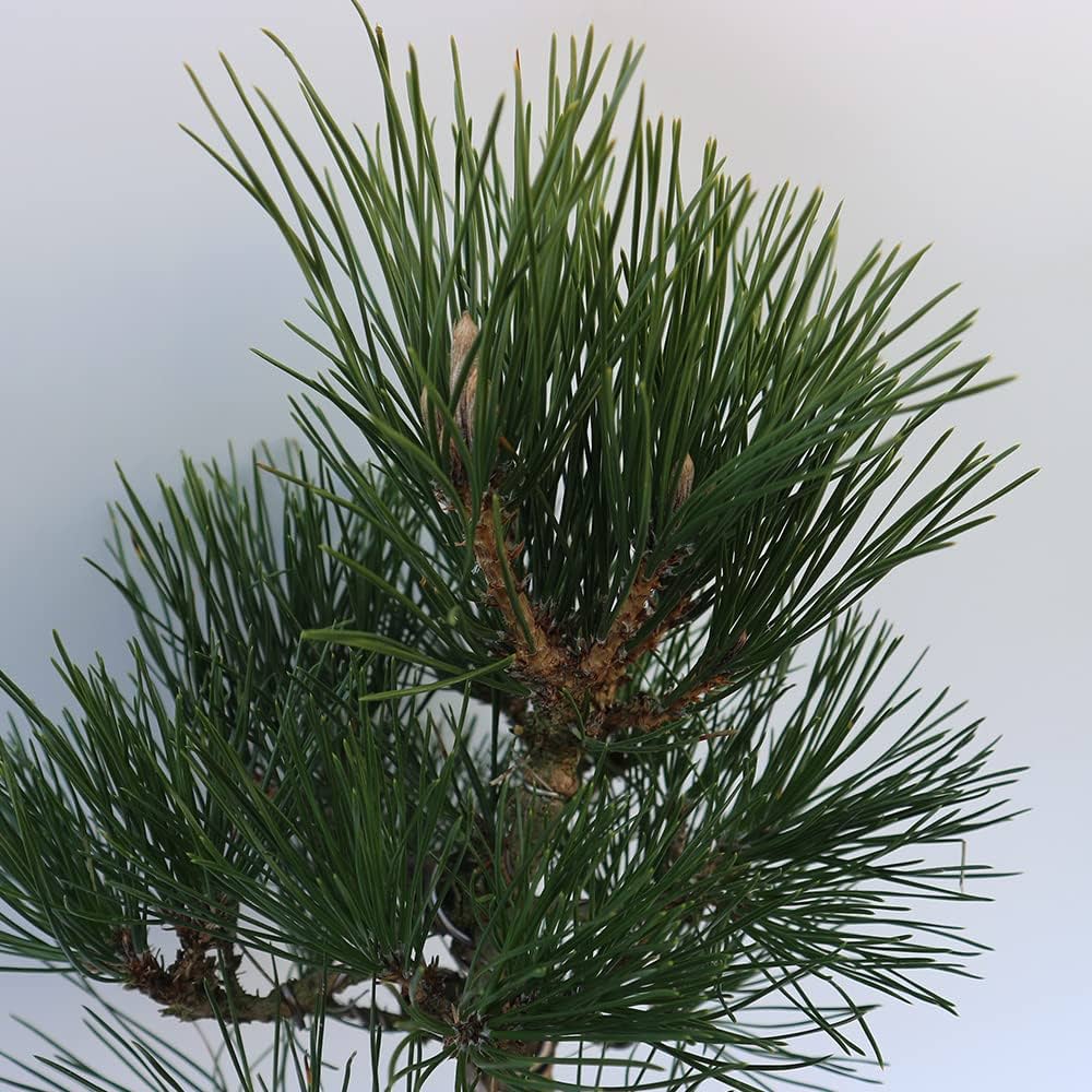 Japanese Black Pine ‘Coolwyn Bonsai’ (Pinus thunbergii) - Ladybird Nursery