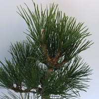 Japanese Black Pine ‘Coolwyn Bonsai’ (Pinus thunbergii)