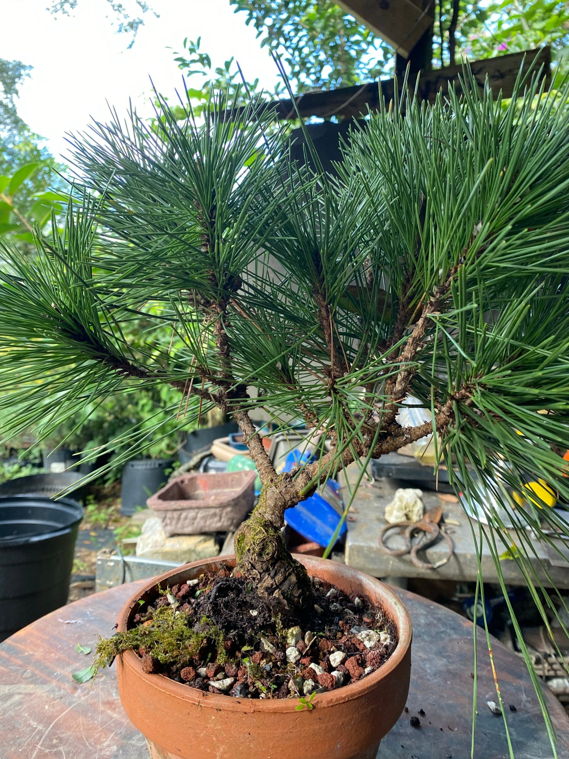 Japanese Black Pine Coolwyn Christmas Tree (Pinus thunbergii)