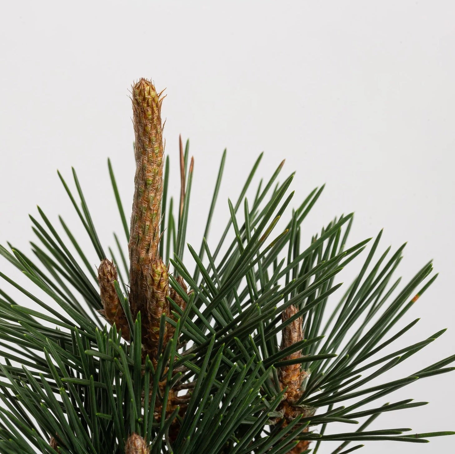 Japanese Black Pine ‘Coolwyn Kotobuki’ (Pinus thunbergii)