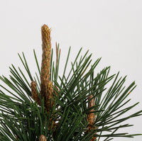 Japanese Black Pine ‘Kotobuki’ (Pinus thunbergii) - Ladybird Nursery