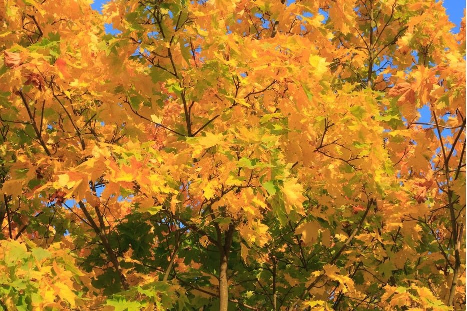 Field Maple aureum Golden (Acer campestre) - Ladybird Nursery