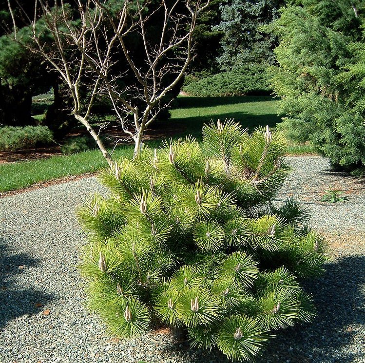 Japanese Black Pine ‘Emery's Dwarf’ (Pinus thunbergii) - Ladybird Nursery