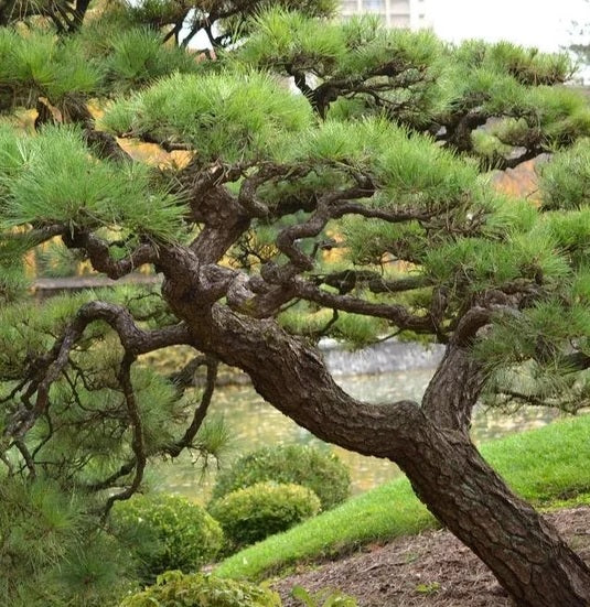 Kyotto Nishiki 'Japanese Black Pine' (Pinus thunbergii)
