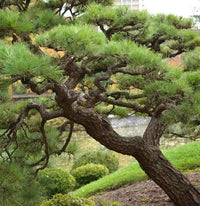 Nishiki Kyokko 'Japanese Black Pine' (Pinus thunbergii) - Ladybird Nursery