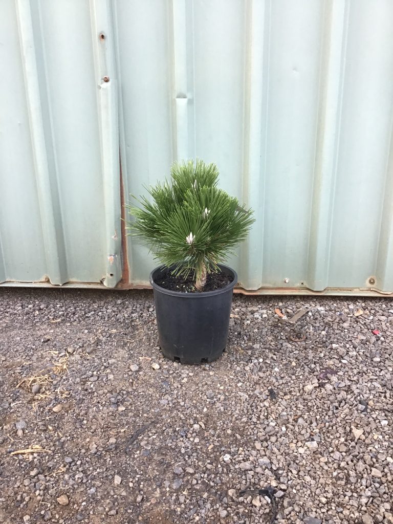 Japanese Black Pine ‘Nishiki’ (Pinus thunbergii)