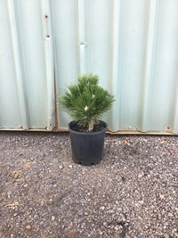 Japanese Black Pine ‘Nishiki’ (Pinus thunbergii) - Ladybird Nursery