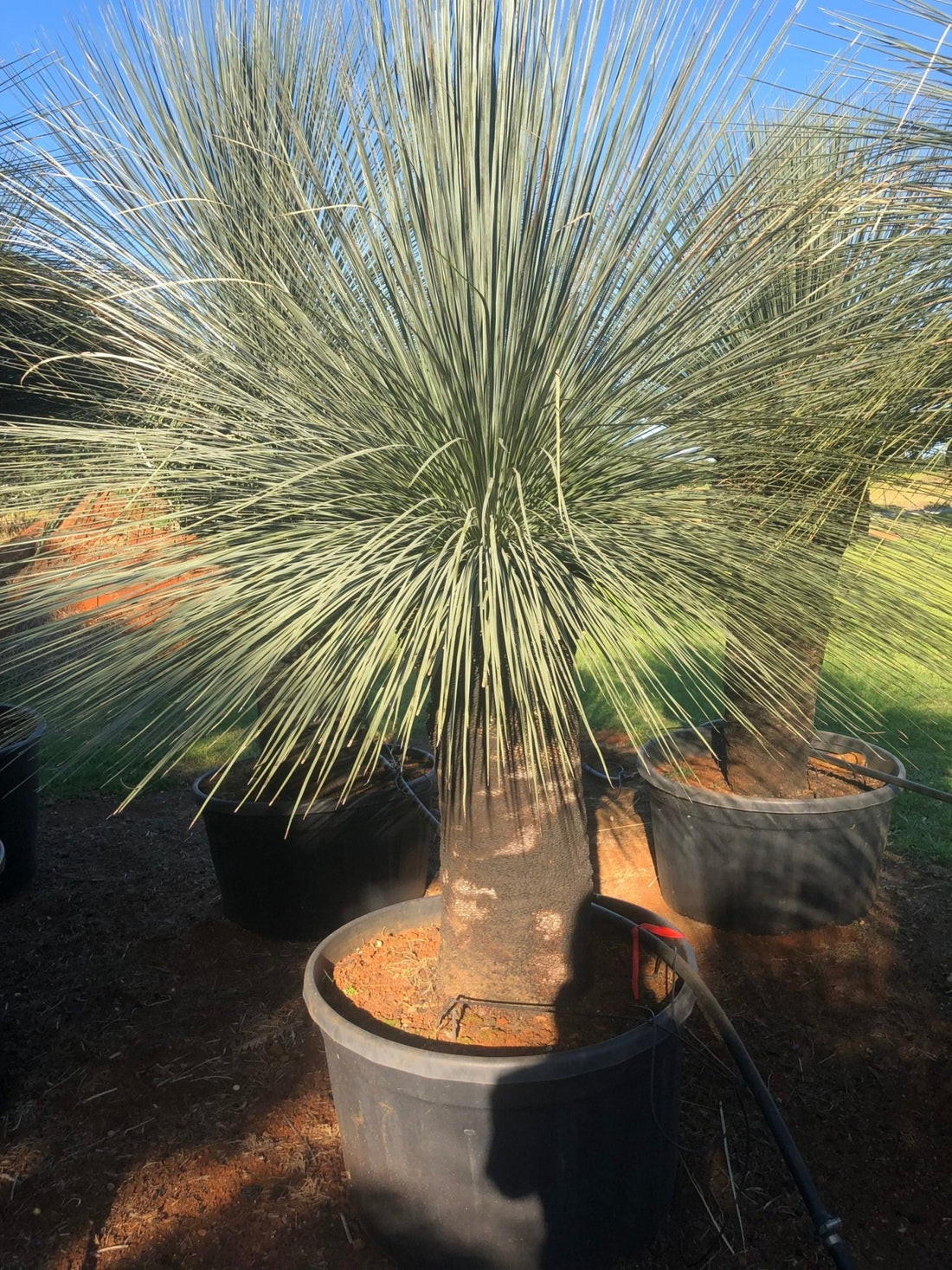Grass Tree (Xanthorrhoea glauca) - Ladybird Nursery