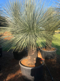 Grass Tree (Xanthorrhoea glauca) - Ladybird Nursery