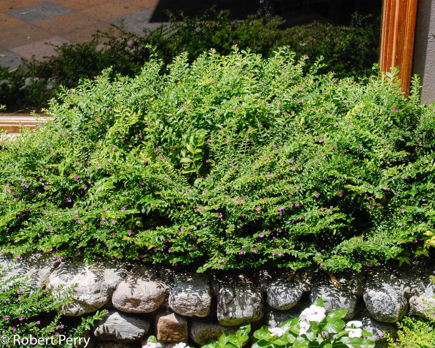 False Heather (Cuphea hyssopifolia)