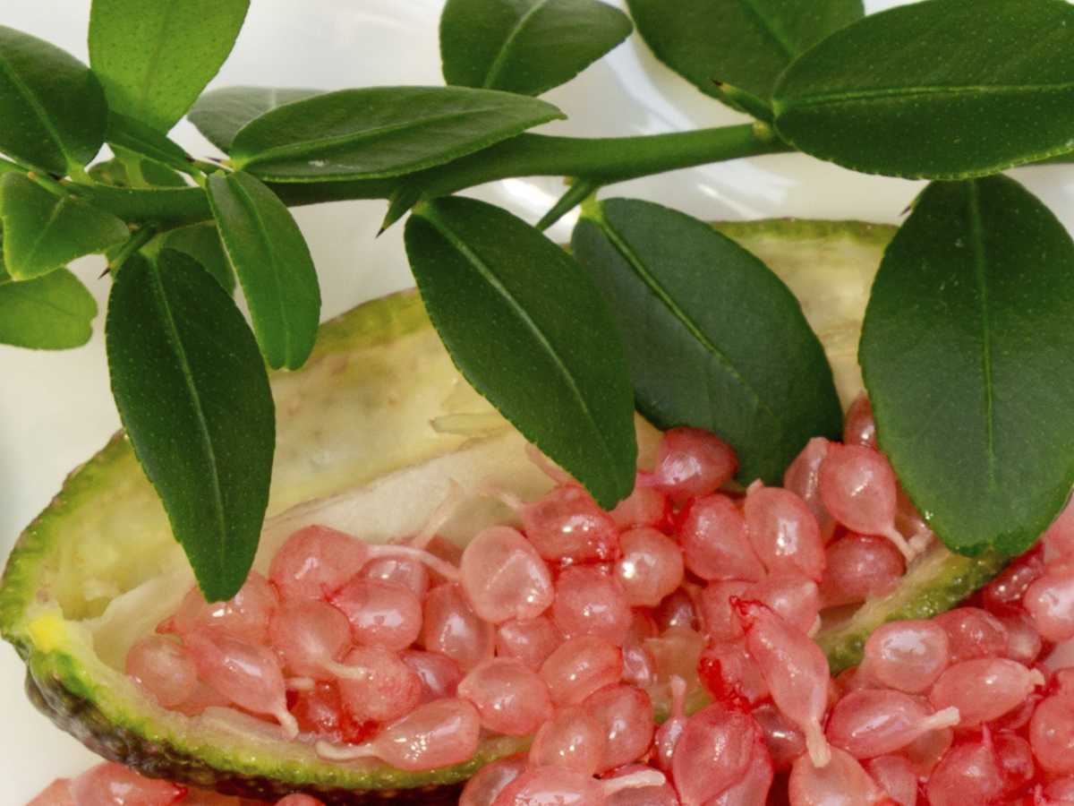 Finger lime Crystal (QLD only) - Ladybird Nursery