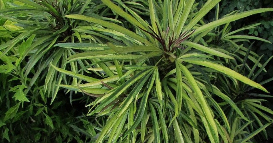 Fingers Tree Gold (Osmoxylon lineare)