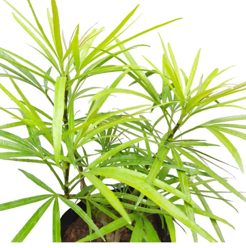 Fingers Tree Green Form (Osmoxylon lineare)