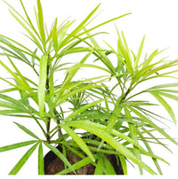 Fingers Tree Green Form (Osmoxylon lineare)