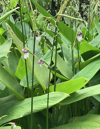 Fire Flag (Thalia geniculata)