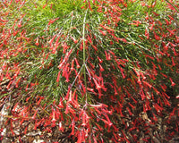 Firecracker Plant Cream (Russelia equisetiformis) - Ladybird Nursery