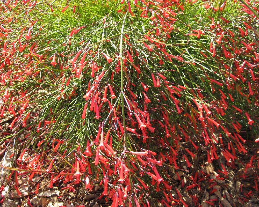 Firecracker Plant Cream (Russelia equisetiformis) - Ladybird Nursery