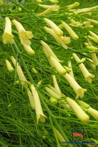 Firecracker Plant Lemon Falls (Russelia equisetiformis)