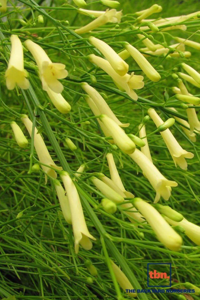Firecracker Plant Lemon Falls (Russelia equisetiformis) - Ladybird Nursery