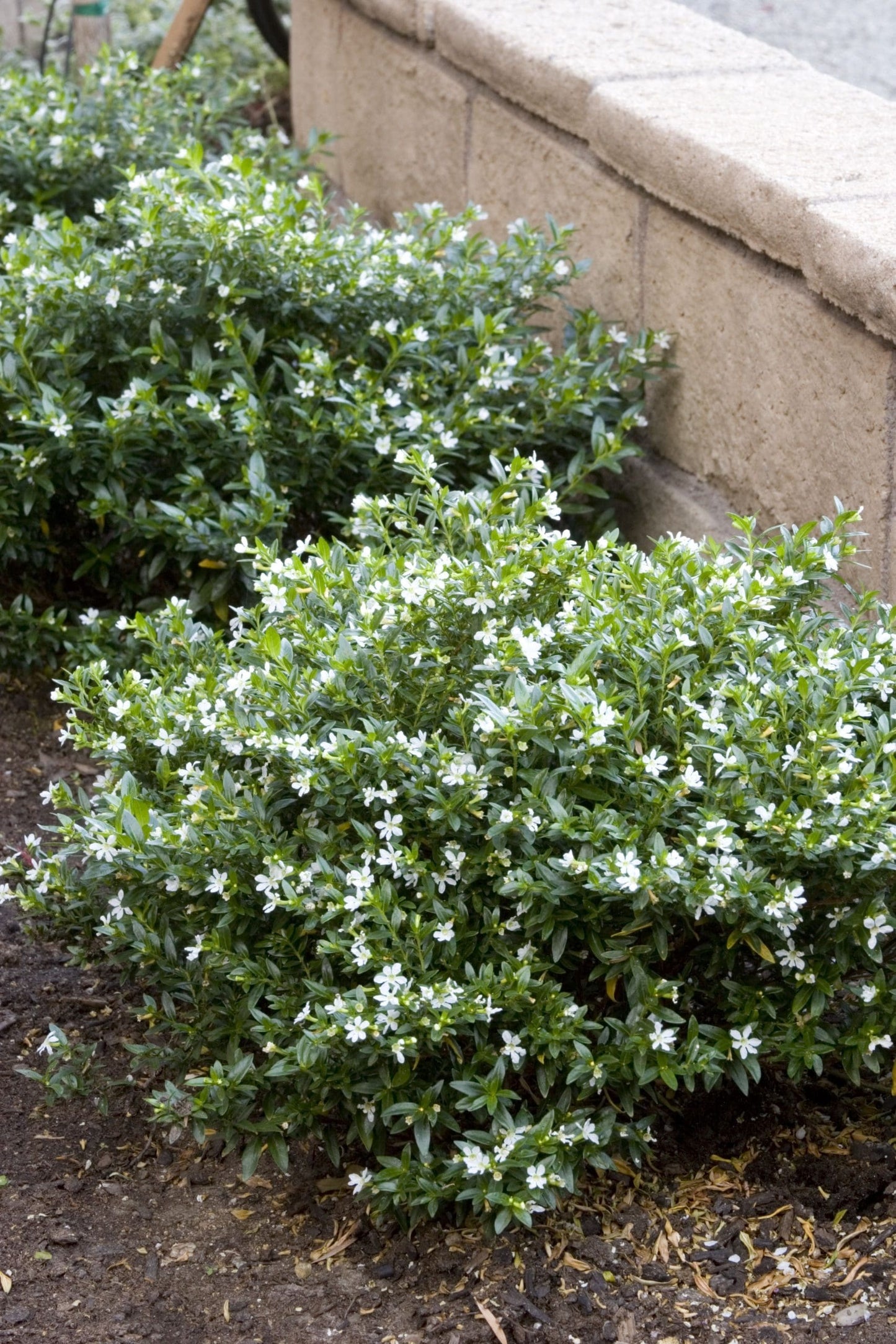 False Heather White (Cuphea hyssopifolia)