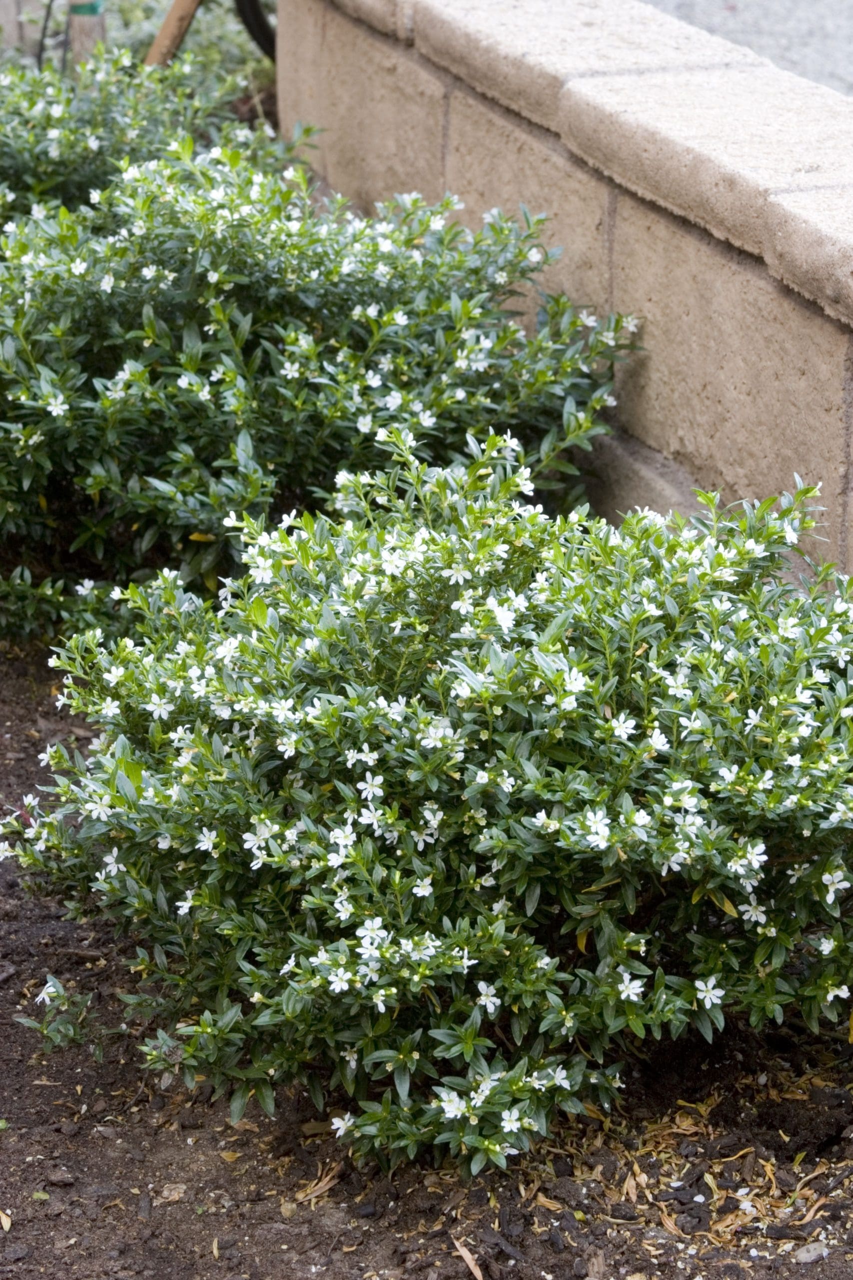 False Heather White (Cuphea hyssopifolia)