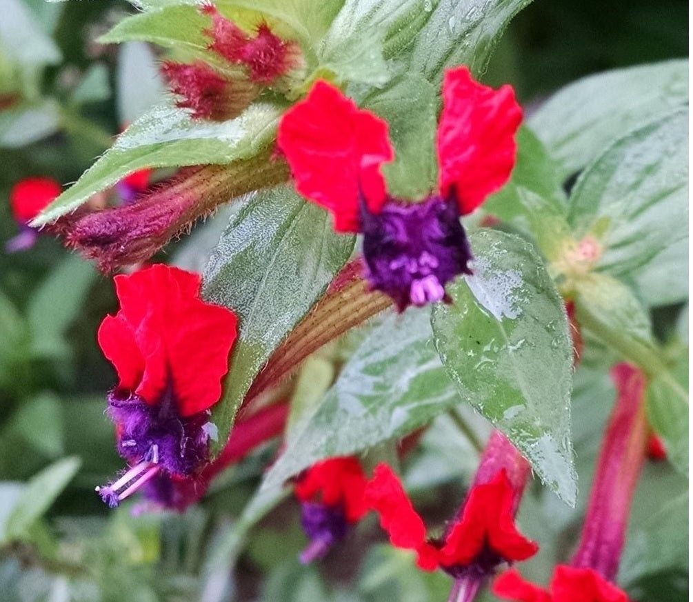 Firecracker Plant purpurea (Cuphea x)