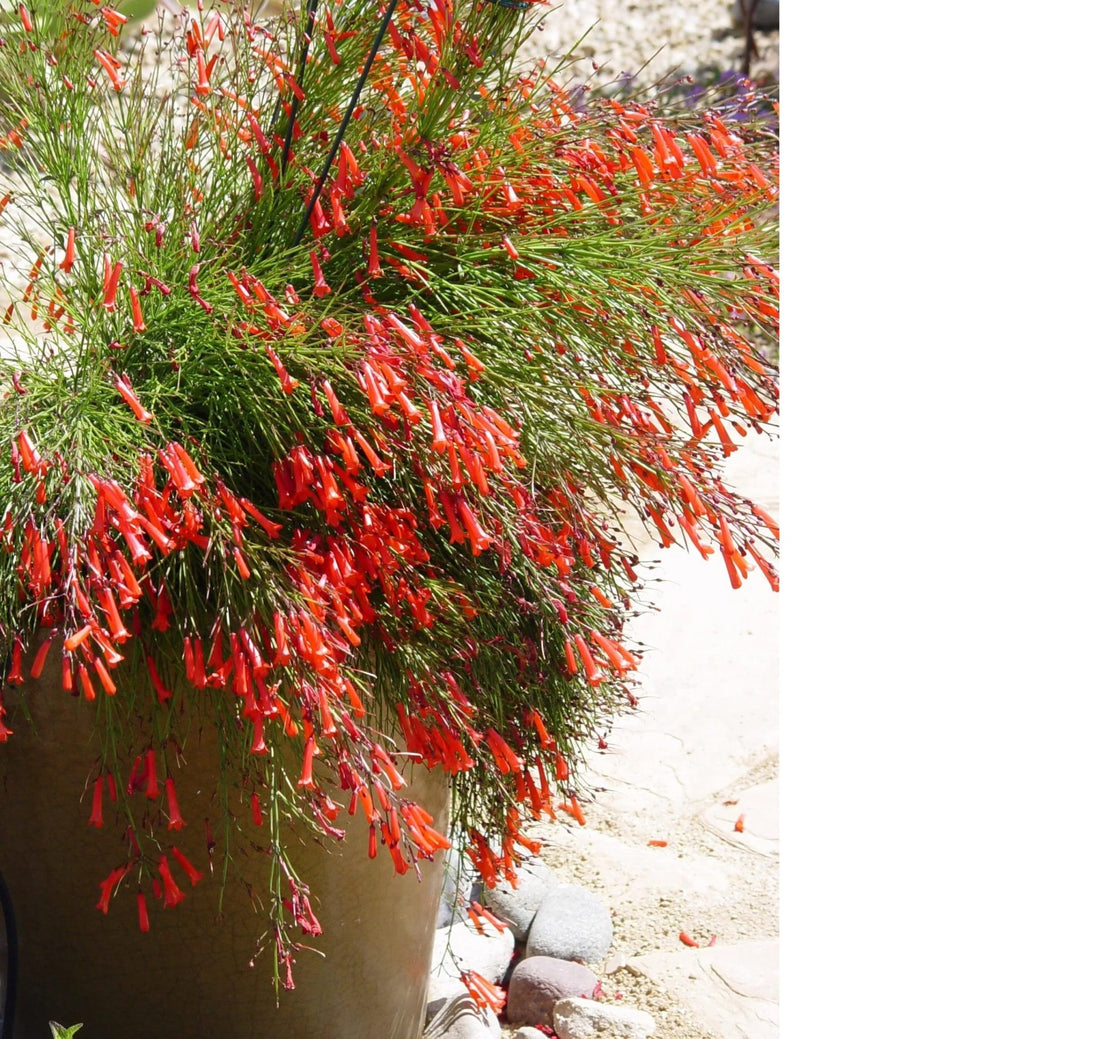 Firecracker Plant Red (Russelia equisetiformis) - Ladybird Nursery