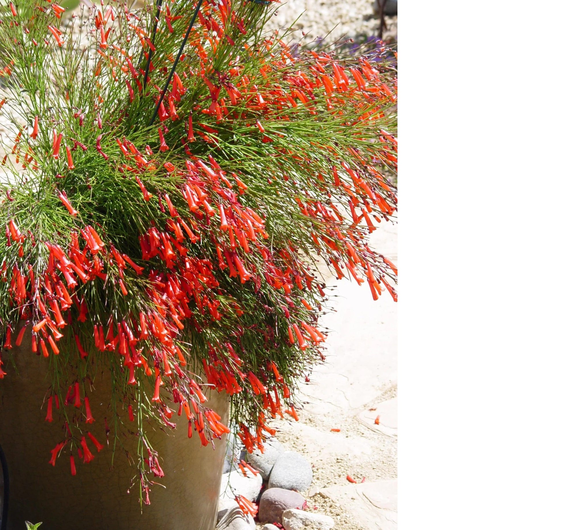 Firecracker Plant Red (Russelia equisetiformis)