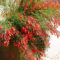 Firecracker Plant Red (Russelia equisetiformis) - Ladybird Nursery