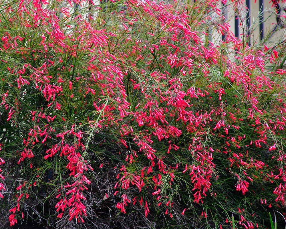 Firecracker Plant Ruby Falls (Russelia equisetiformis) - Ladybird Nursery