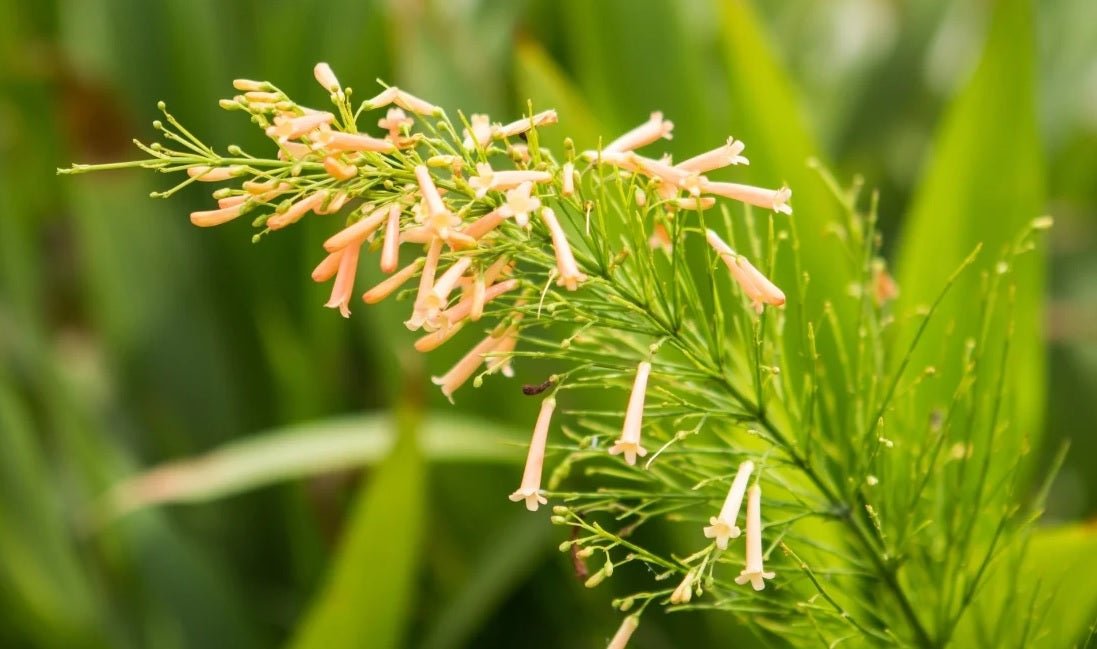Firecracker Plant Tangerine Falls (Russelia equisetiformis) - Ladybird Nursery