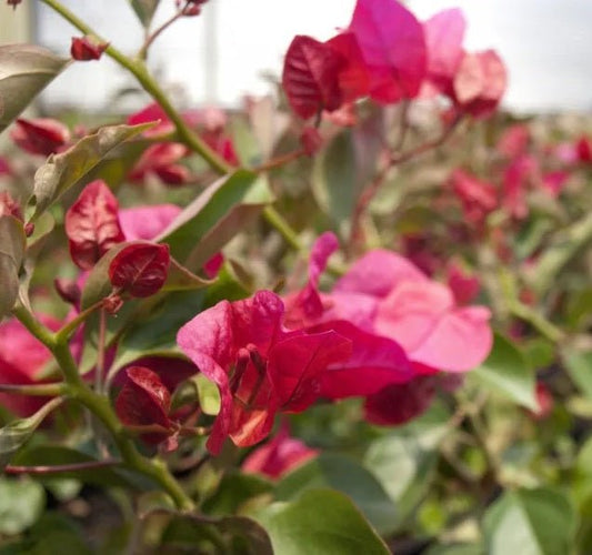 Firefly Bougainvillea (Bougainvillea Bambino™) - Medium - Ladybird Nursery