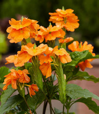 Fireglow (Crossandra infundibuliformis) - Ladybird Nursery