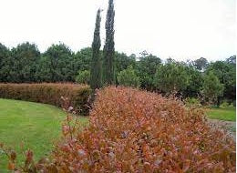 Firescreen (Syzygium smithii)