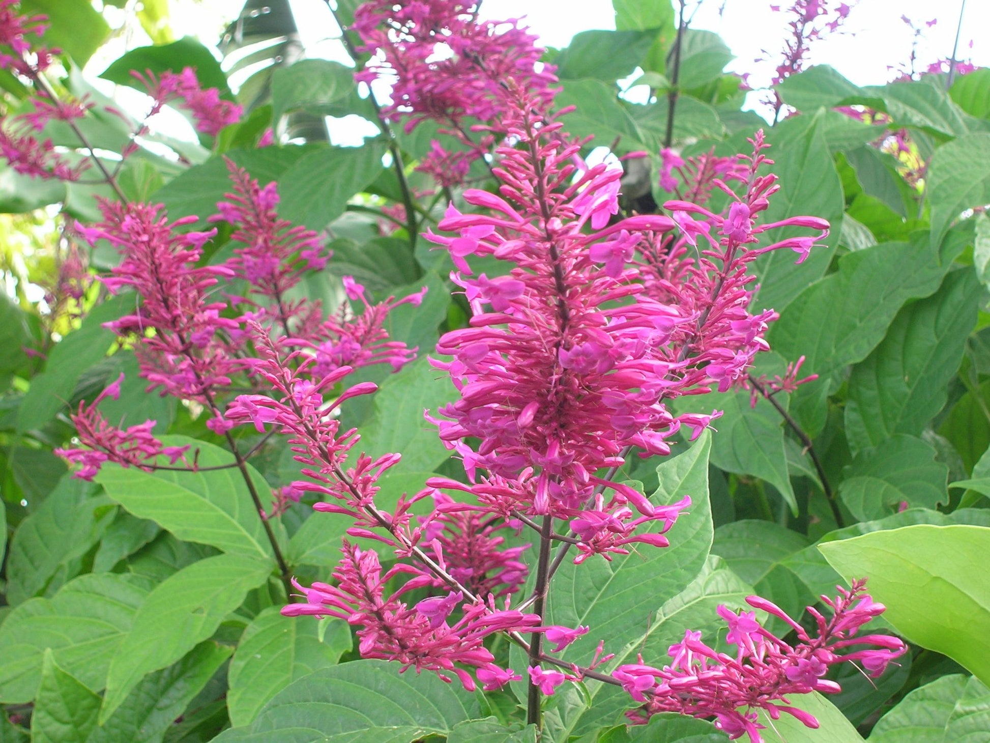 Firespike Multi planted (Odontonema strictum)