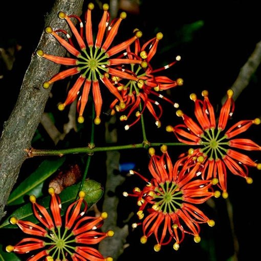 Firewheel Tree (Stenocarpus sinuatus) - Ladybird Nursery