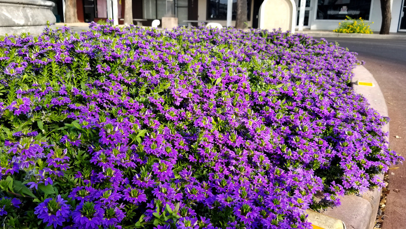 Fan Flower (Scaevola albida)
