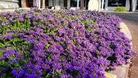 Fan Flower (Scaevola albida) - Ladybird Nursery