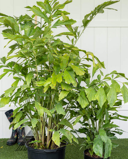 Fishtail Palm 300mm pot (Caryota mitis) PICK UP ONLY - Ladybird Nursery