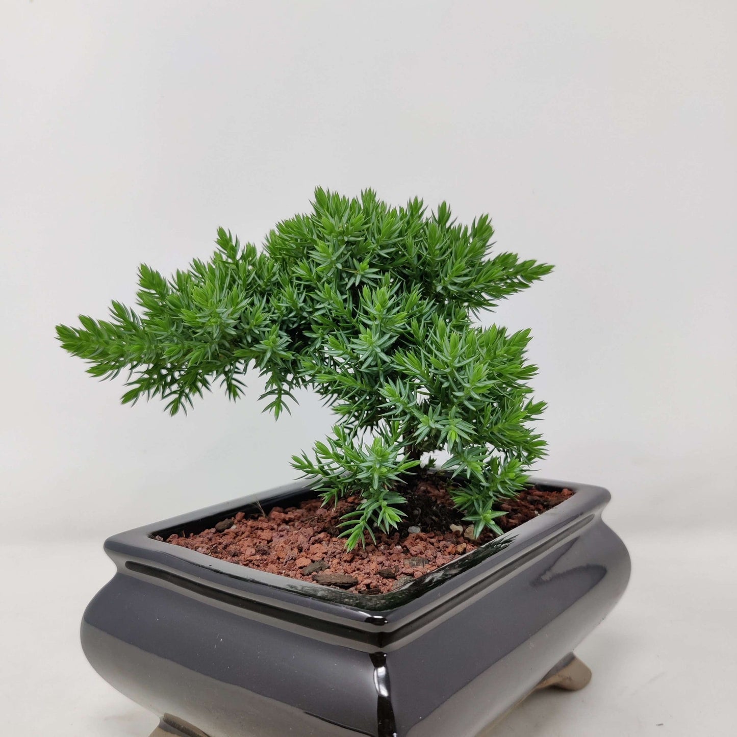 Flaky Juniper prostrata Bonsai (Juniperus squamata)