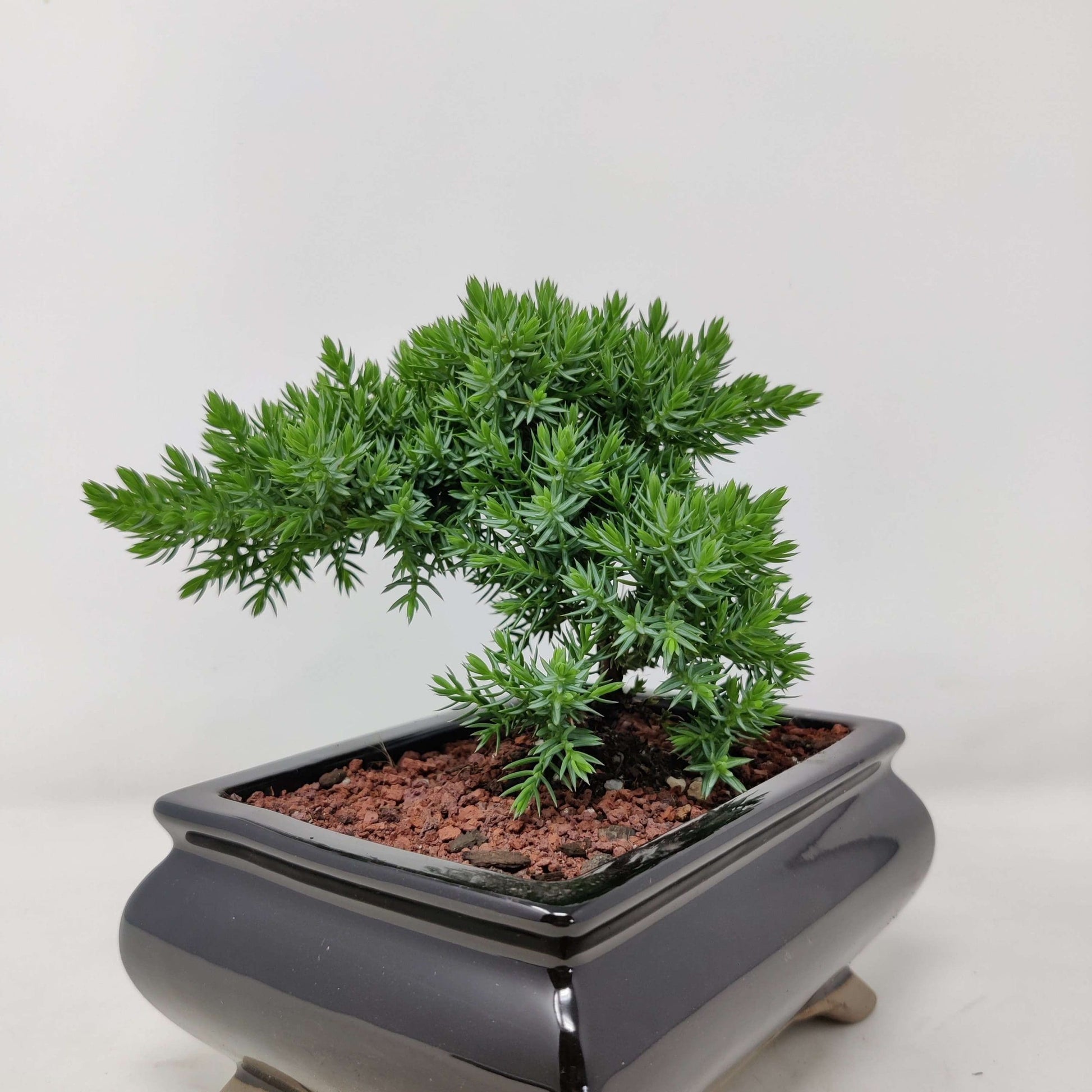 Flaky Juniper prostrata Bonsai (Juniperus squamata)