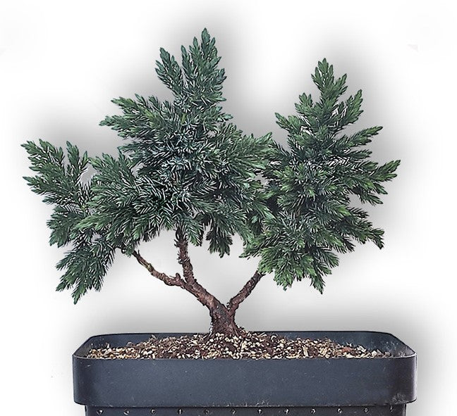 Flaky Juniper prostrata Bonsai starter (Juniperus squamata)