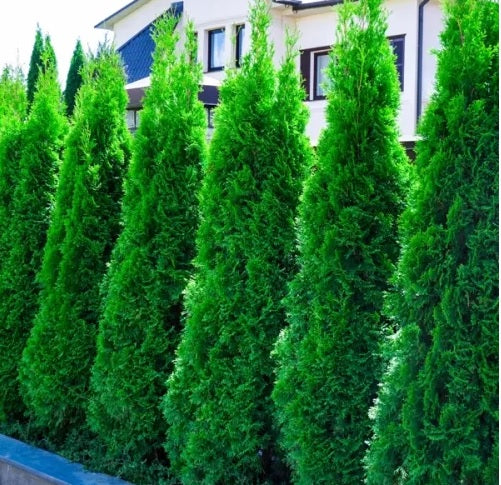 Flaky Juniper Prostrata SYN Pingii (Juniperus squamata)