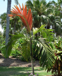 Flame Thrower Palm (Chambeyronia macrocarpa) - Ladybird Nursery