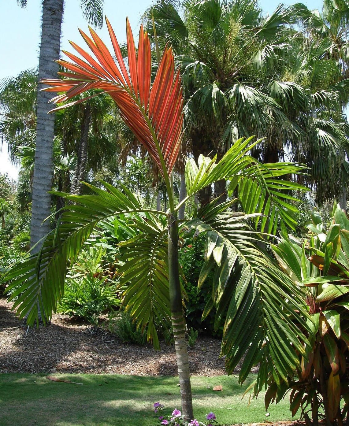 Flame Thrower Palm (Chambeyronia macrocarpa) - Ladybird Nursery