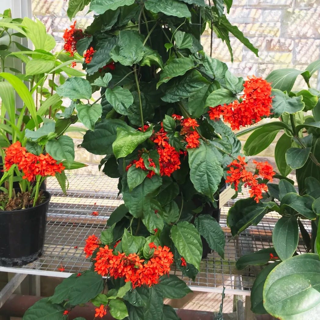 Flaming Glorybower Tripods (Clerodendrum splendens) - Ladybird Nursery