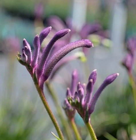 Flamingo Boronia (Boronia Flamingo) - Ladybird Nursery