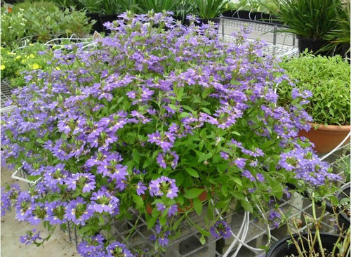 Fan Flower 'Aussie Crawl' (Scaevola aemula) - Ladybird Nursery